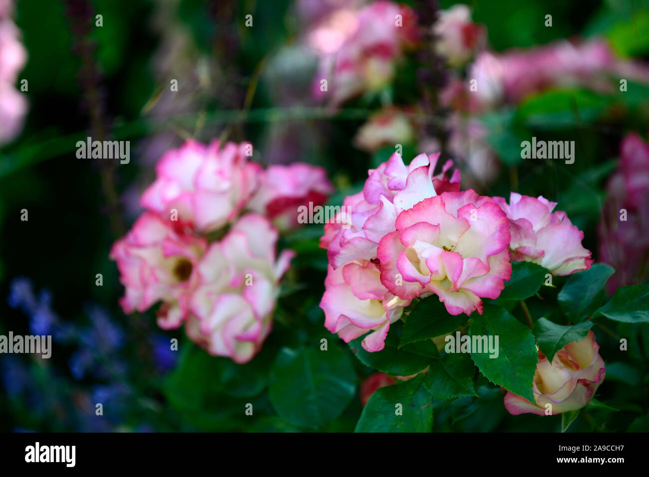 Rosa,rosa,due tonalità di colorazione rosa,rosa bianco, bi-color,rose,fiore,fiori,fioritura,RM Floral Foto Stock