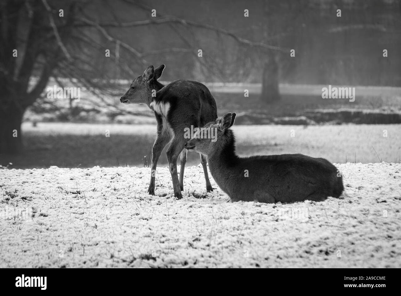 scena invernale in bianco e nero, con due cervi uno in piedi l'altro disteso, terreno coperto di neve, in un bosco e alberi sullo sfondo Foto Stock