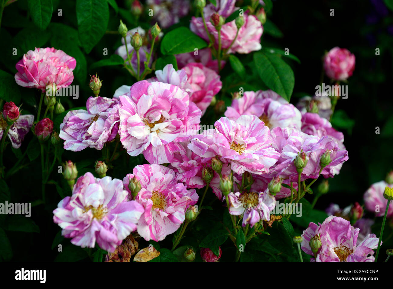Rosa Ferdinand Pichard,rosa Ferdinand Pichard,Rosa antico,rose,Fuchsia magenta e bianco striato,fiore,fiori,fioritura,RM Floral Foto Stock
