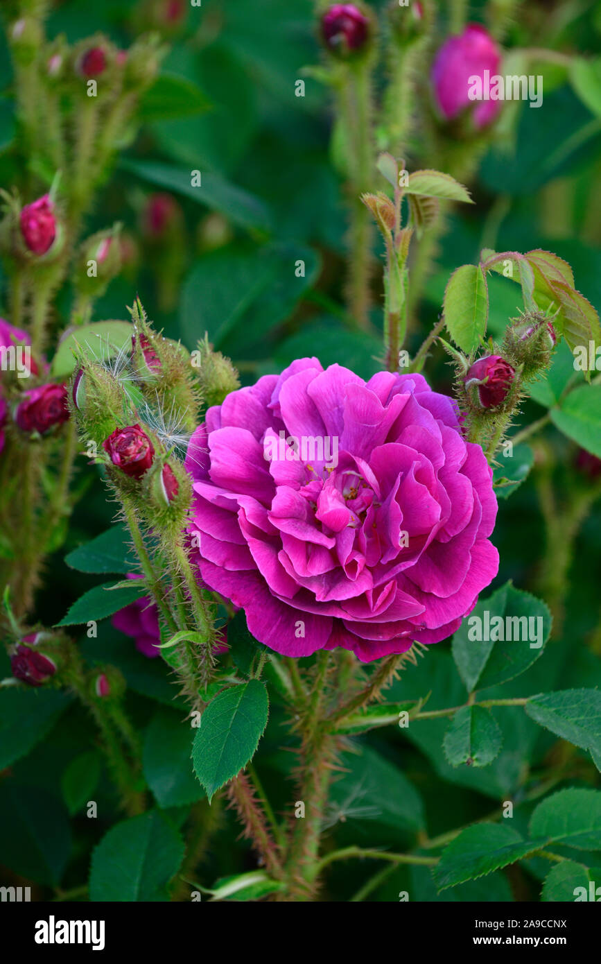 Rosa Japonica,rosa japonica,Rosa antico,moss rose,mossy rose,rose,magenta pink,fiore,fiori,fioritura,RM Floral Foto Stock