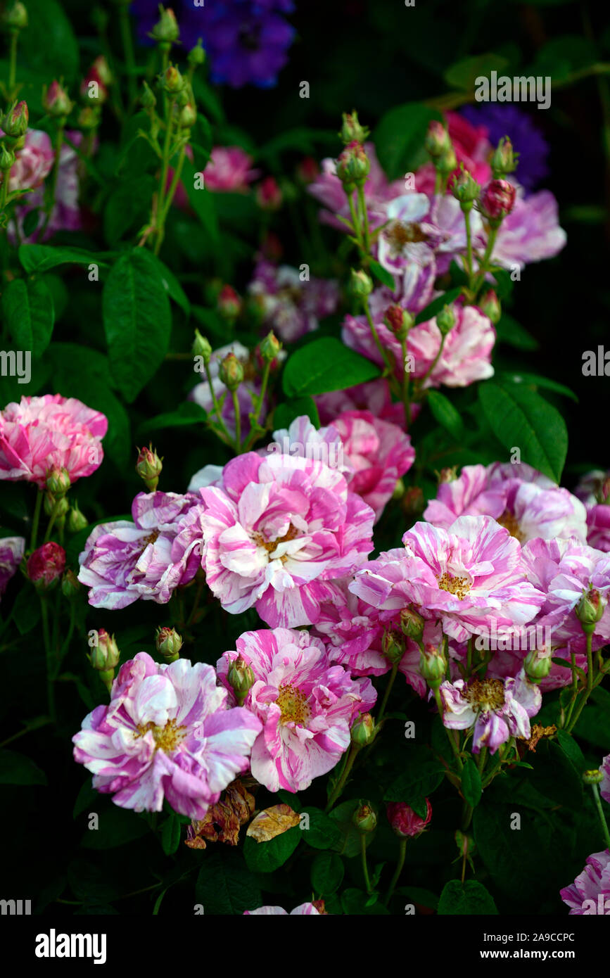 Rosa Ferdinand Pichard,rosa Ferdinand Pichard,Rosa antico,rose,Fuchsia magenta e bianco striato,fiore,fiori,fioritura,RM Floral Foto Stock