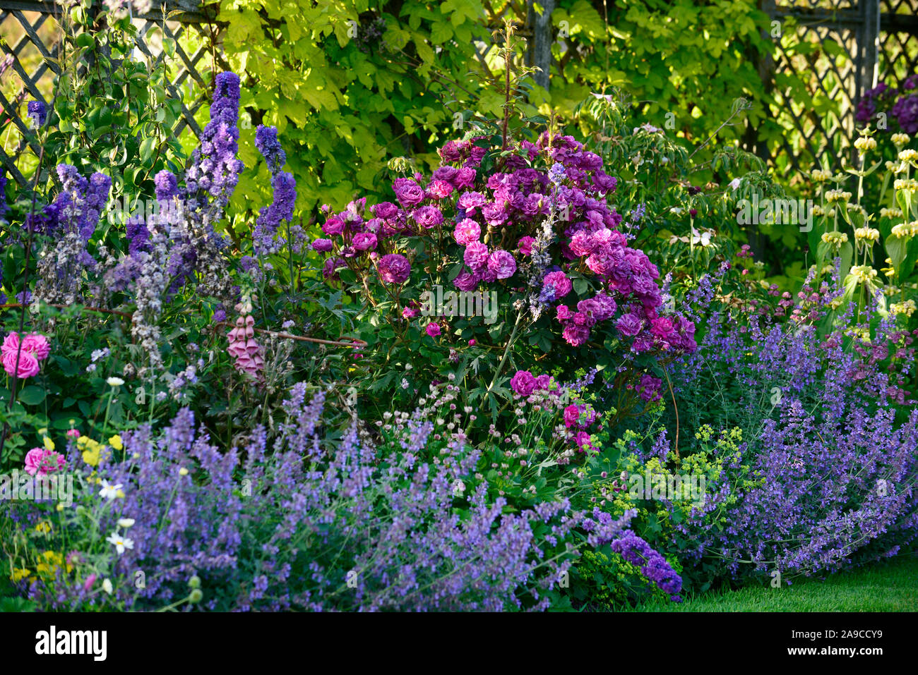 Garden cottage,rosa,rose,delphinium,blu,rosso,rosa,fiori,giardino,giardino,RM Floral Foto Stock