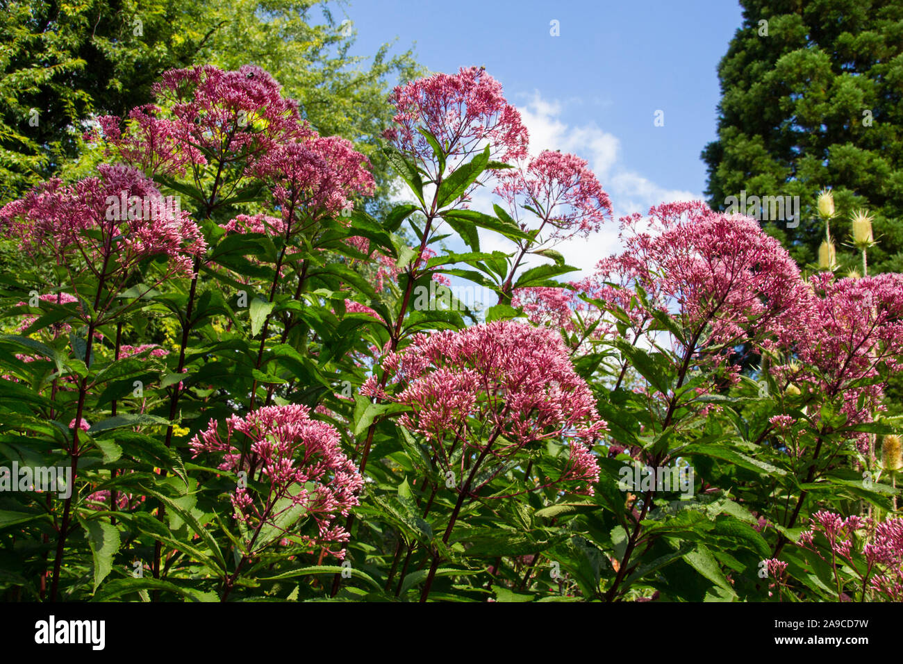 Boneset impianto Agremony close up Foto Stock