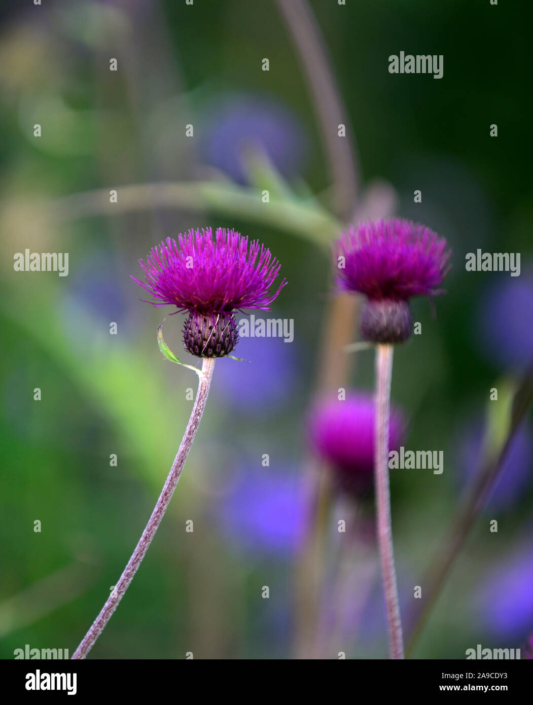 Cirsium rivulare atropurpureum,Brook thistle,thistle ornamentali,deep crimson,fiore,fiori,fioritura, viola,perenne,piante perenni,a lungo vissuto,RM Flora Foto Stock