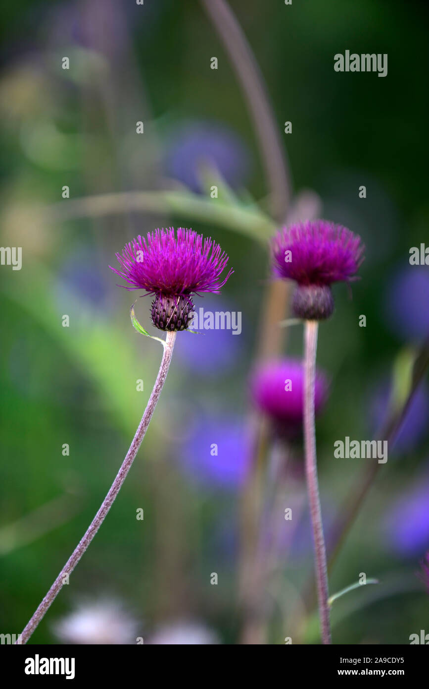 Cirsium rivulare atropurpureum,Brook thistle,thistle ornamentali,deep crimson,fiore,fiori,fioritura, viola,perenne,piante perenni,a lungo vissuto,RM Flora Foto Stock