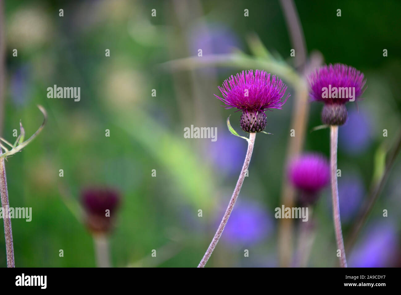 Cirsium rivulare atropurpureum,Brook thistle,thistle ornamentali,deep crimson,fiore,fiori,fioritura, viola,perenne,piante perenni,a lungo vissuto,RM Flora Foto Stock