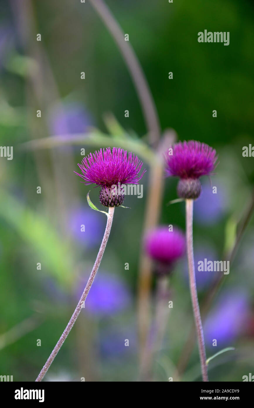 Cirsium rivulare atropurpureum,Brook thistle,thistle ornamentali,deep crimson,fiore,fiori,fioritura, viola,perenne,piante perenni,a lungo vissuto,RM Flora Foto Stock