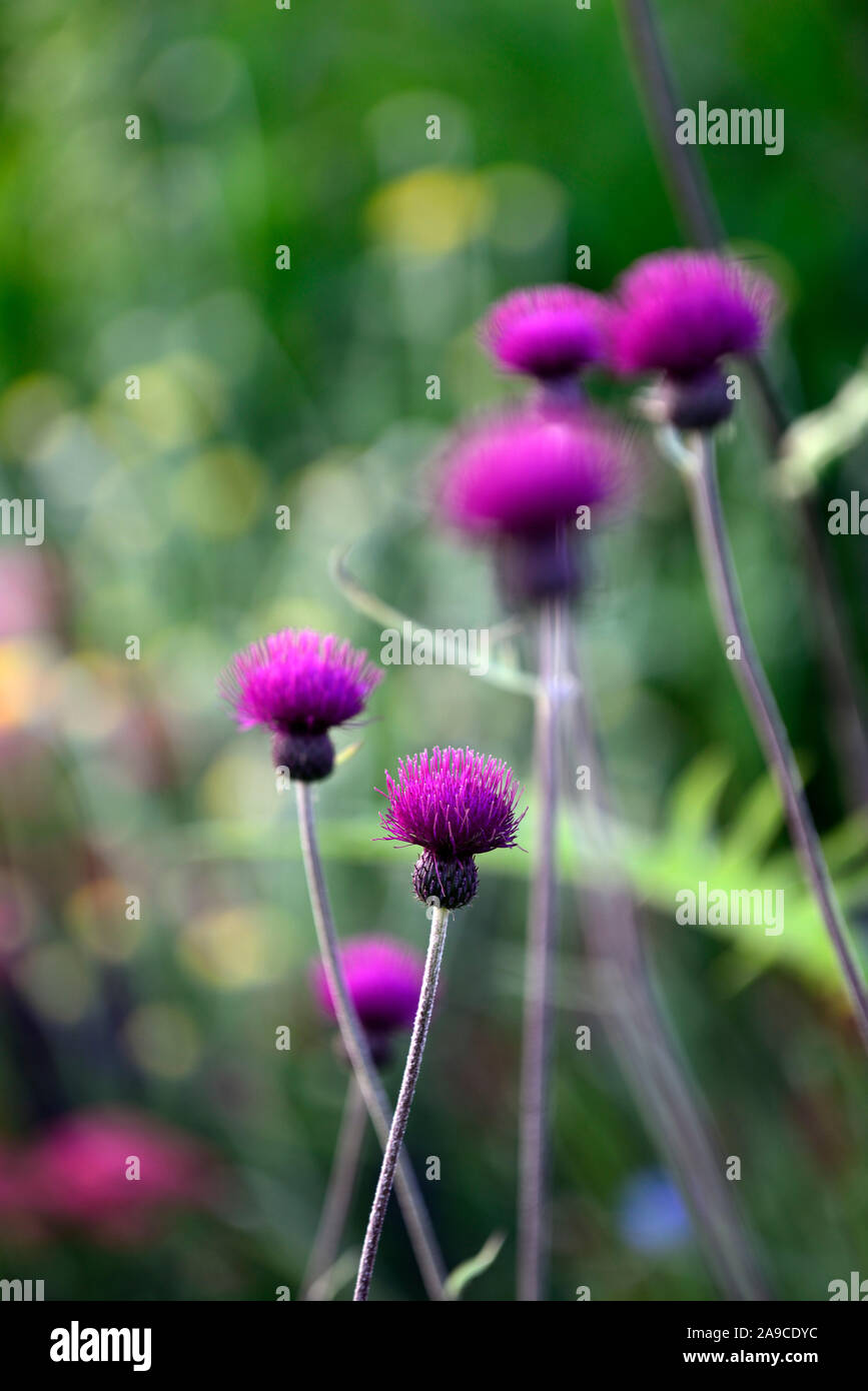 Cirsium rivulare atropurpureum,Brook thistle,thistle ornamentali,deep crimson,fiore,fiori,fioritura, viola,perenne,piante perenni,a lungo vissuto,RM Flora Foto Stock