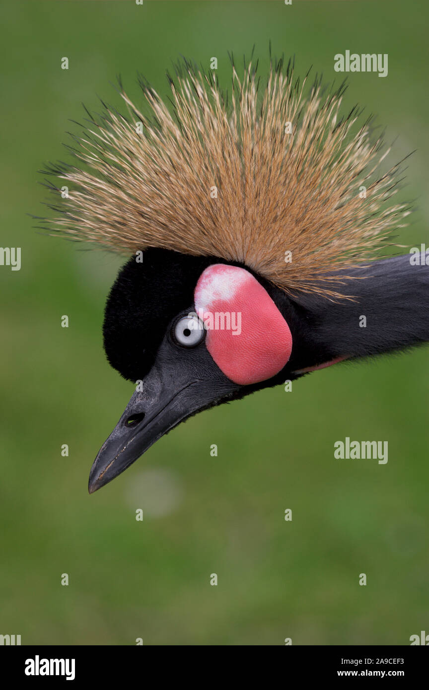 Nero o West African Crowned Crane (pavonina Balearica pavonina). Foto Stock