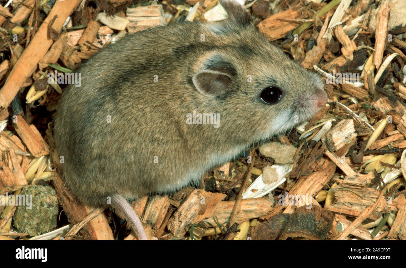 CHINESE HAMSTER Cricetulus barabensis griseus Foto Stock