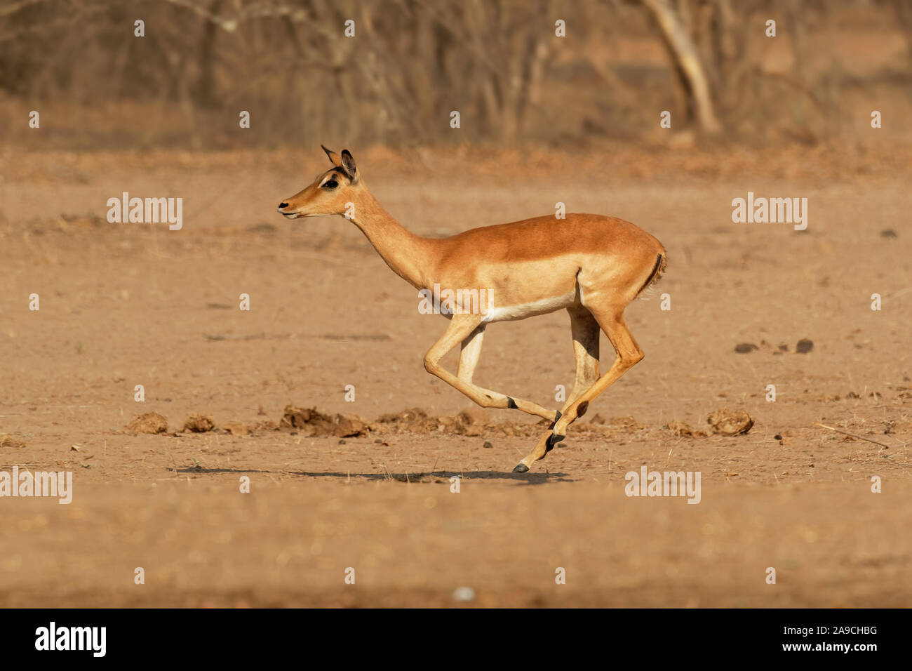 Impala - Aepyceros melampus di medie dimensioni antilope trovati in Africa orientale e meridionale. L'unico membro del genere Aepyceros, salti e runni veloce Foto Stock