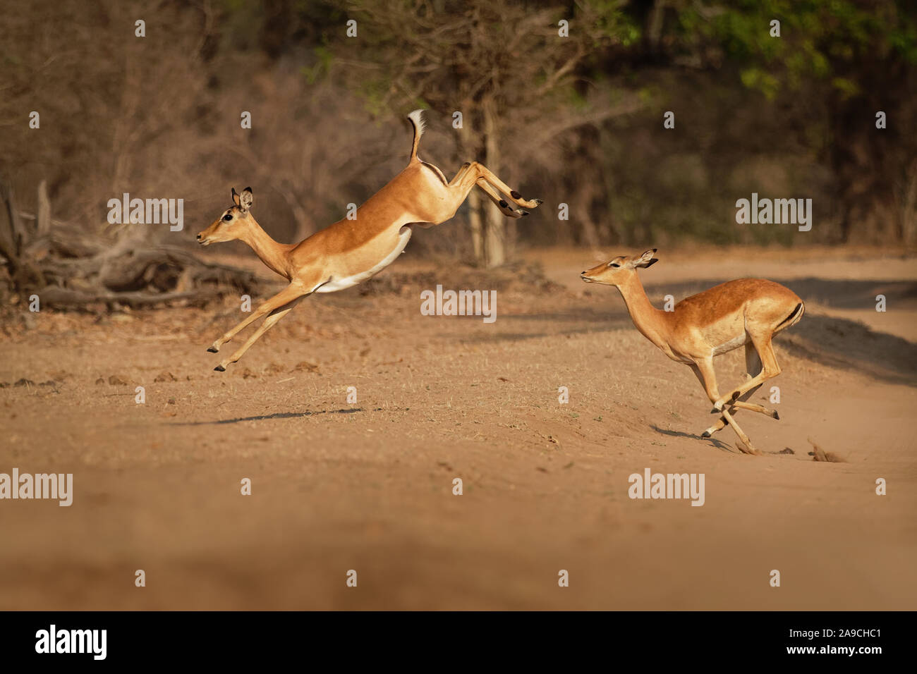 Impala - Aepyceros melampus di medie dimensioni antilope trovati in Africa orientale e meridionale. L'unico membro del genere Aepyceros, salti e runni veloce Foto Stock