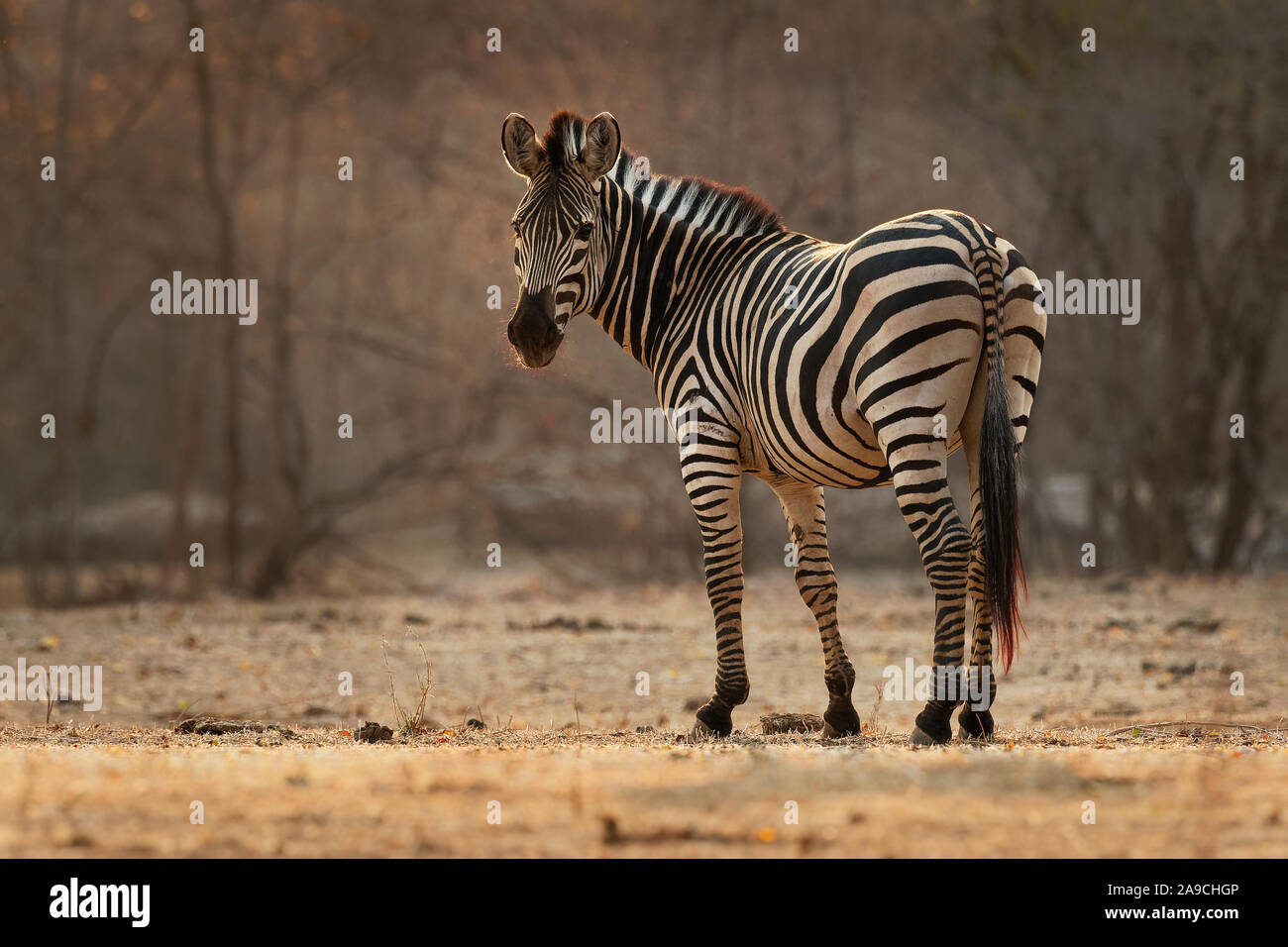 Le pianure Zebra - Equus quagga precedentemente Equus burchellii comuni anche zebra, il più comune e diffuso geograficamente specie di zebra, nero e wh Foto Stock