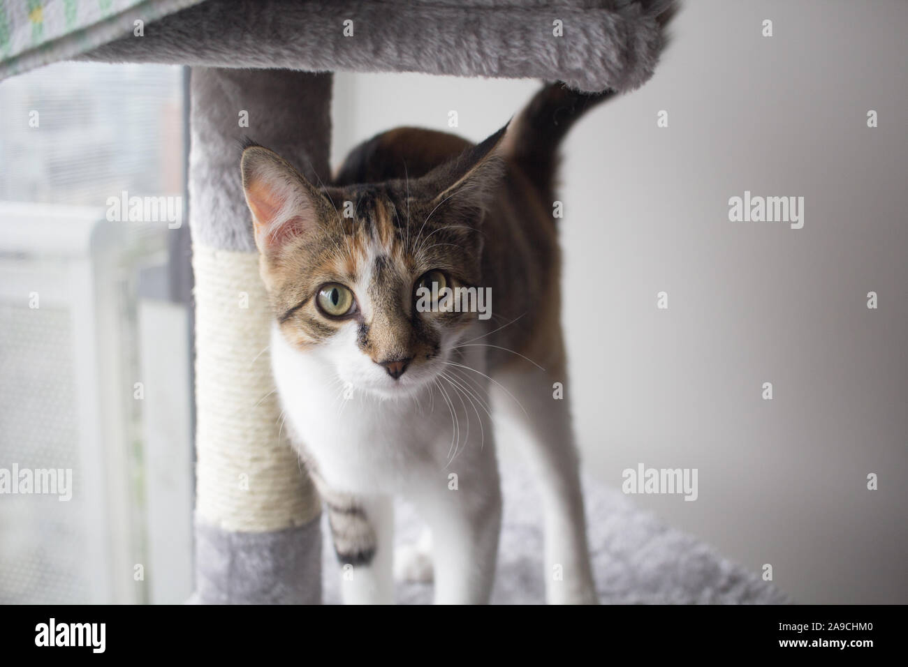 Kitty appoggiata contro il suo gatto tree Foto Stock