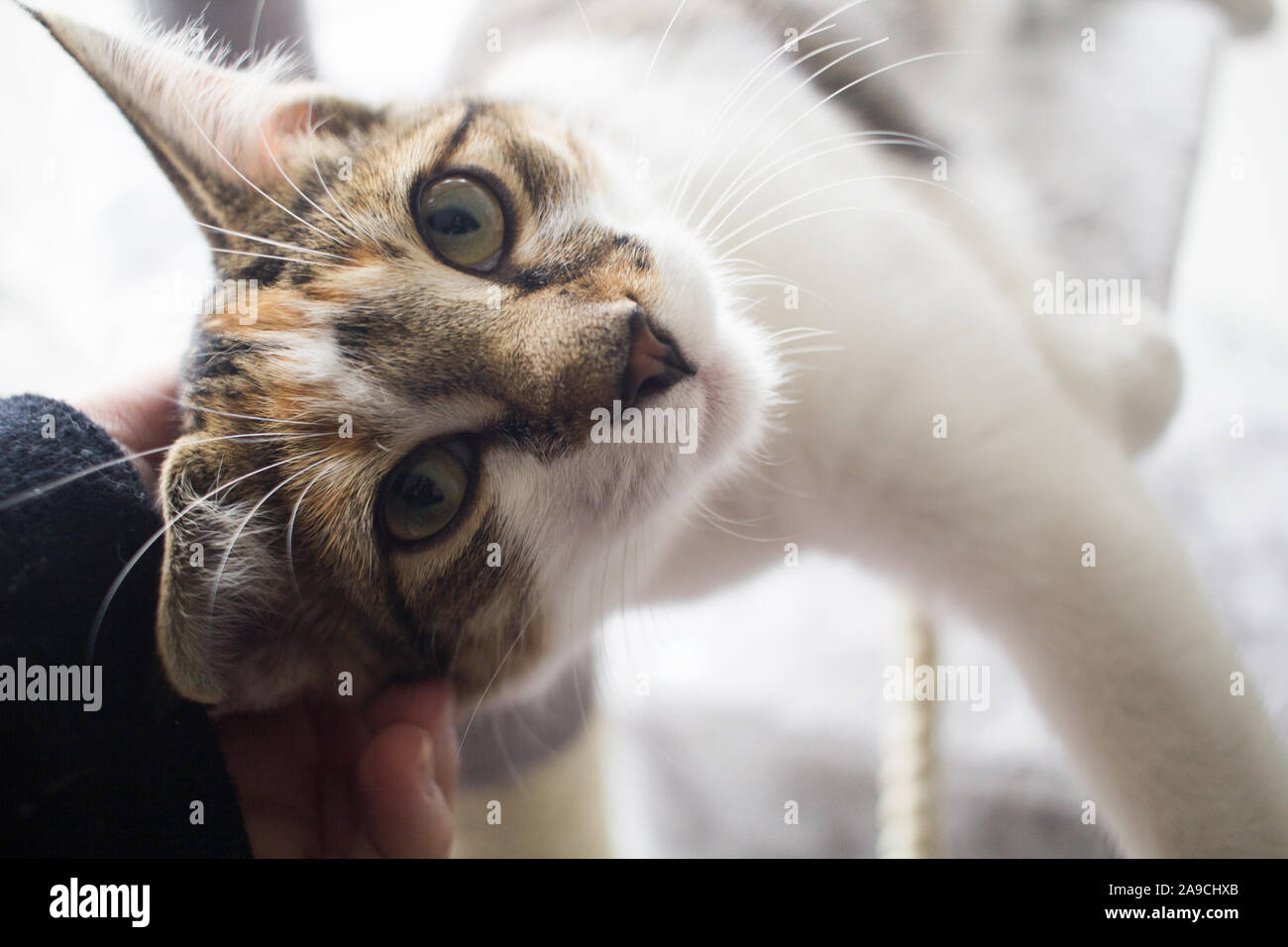 Cat guardando il proprietario mentre ottenere pet Foto Stock