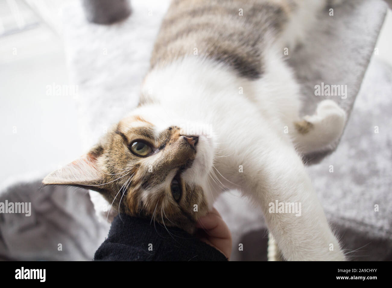 Gatta calico a ottenere alcuni amore e rilassante Foto Stock