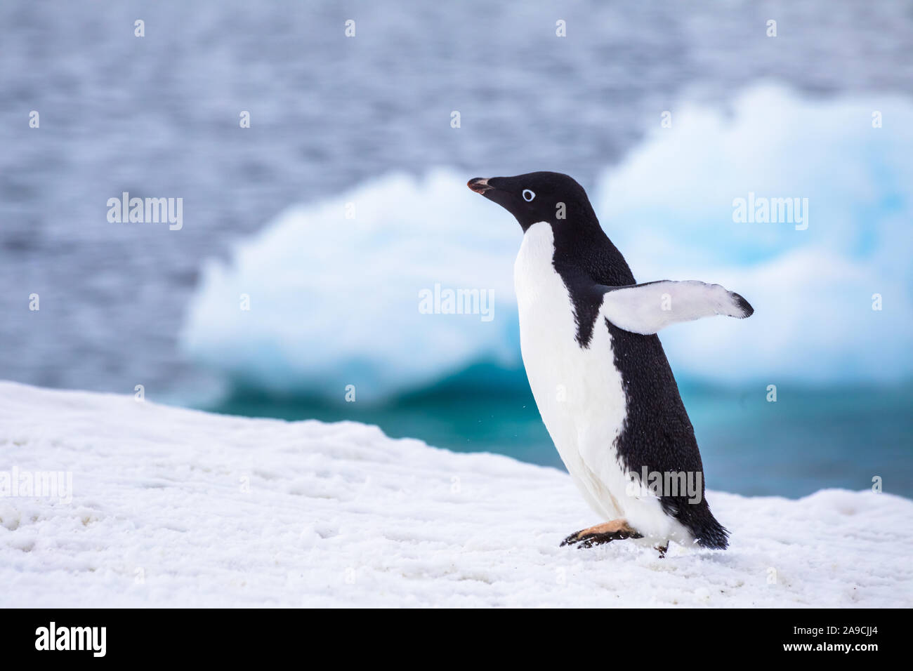 Funny Adelie Penguin acceso o sculettando su iceberg con entusiasmo in Antartide, congelati paesaggio con neve e ghiaccio antartico fauna selvatica Foto Stock