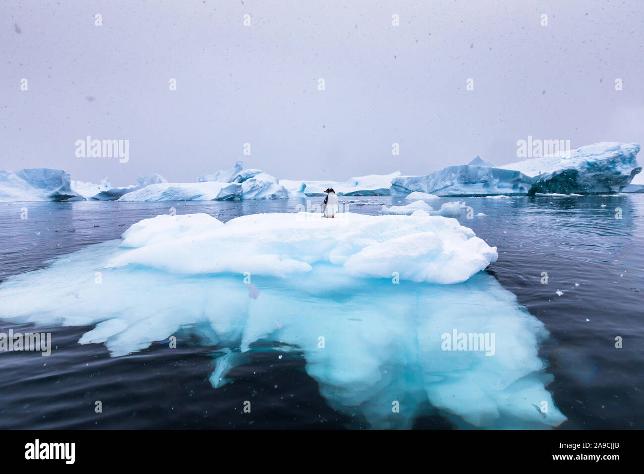 Pinguino Gentoo da soli su iceberg in Antartide, scenic congelati paesaggio con il blu ghiaccio e neve, Penisola Antartica Foto Stock