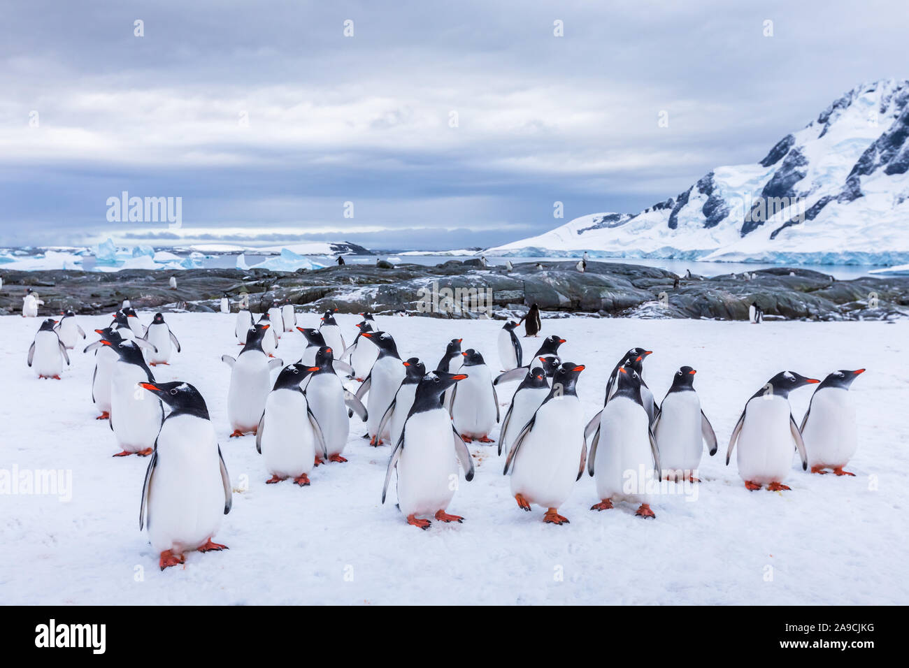 Gruppo di curioso pinguino Gentoo fissando la telecamera in Antartide, asilo nido o waddle di novellame di uccelli marini sul ghiacciaio, colonia in Penisola Antartica, neve Foto Stock