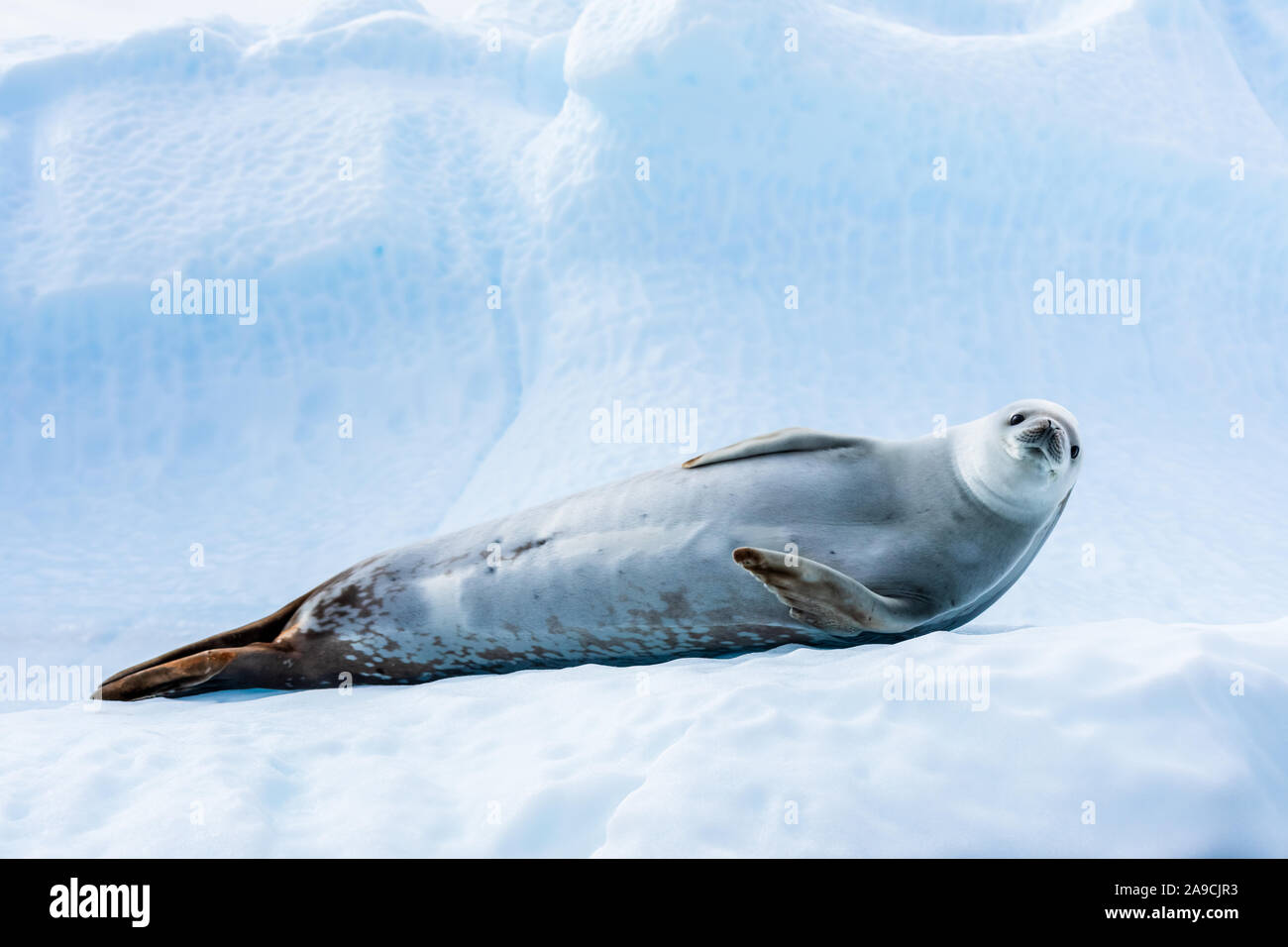Carino crabeater tenuta in appoggio su iceberg in Antartide e fissando la telecamera, Antartico fauna e paesaggio congelato, blu ghiaccio Foto Stock