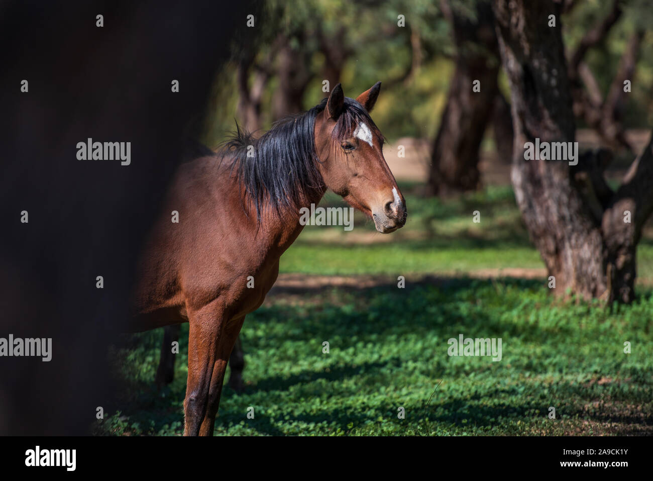 Cavalli selvaggi del deserto a sud-ovest Foto Stock