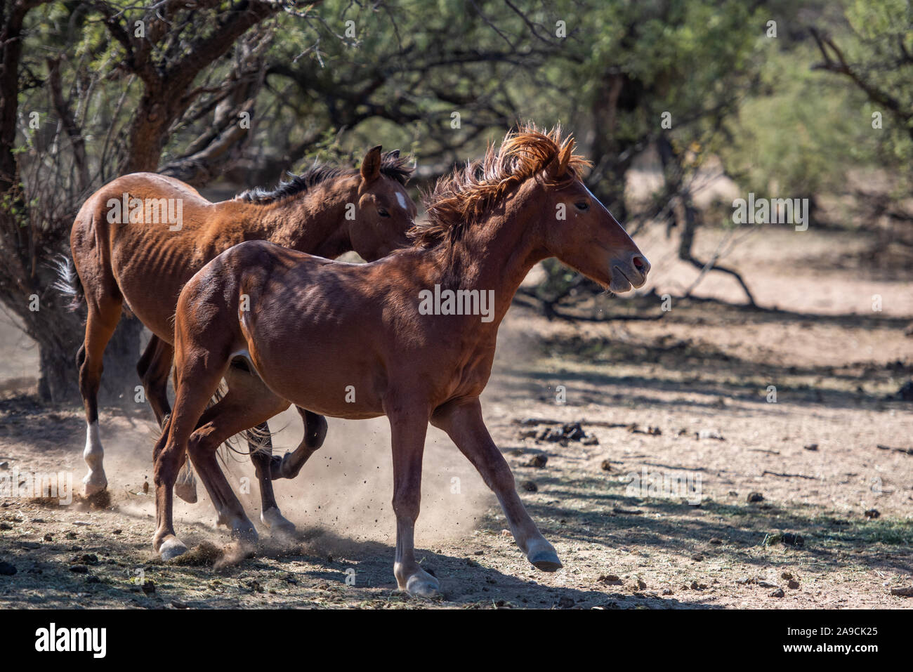 Cavalli selvaggi del deserto a sud-ovest Foto Stock