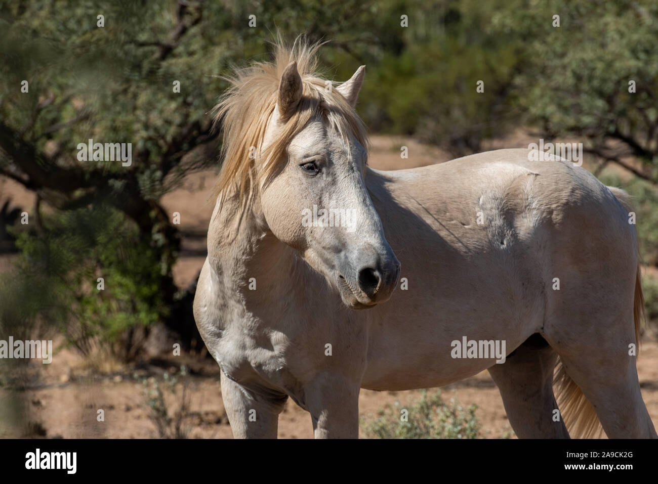 Cavalli selvaggi del deserto a sud-ovest Foto Stock