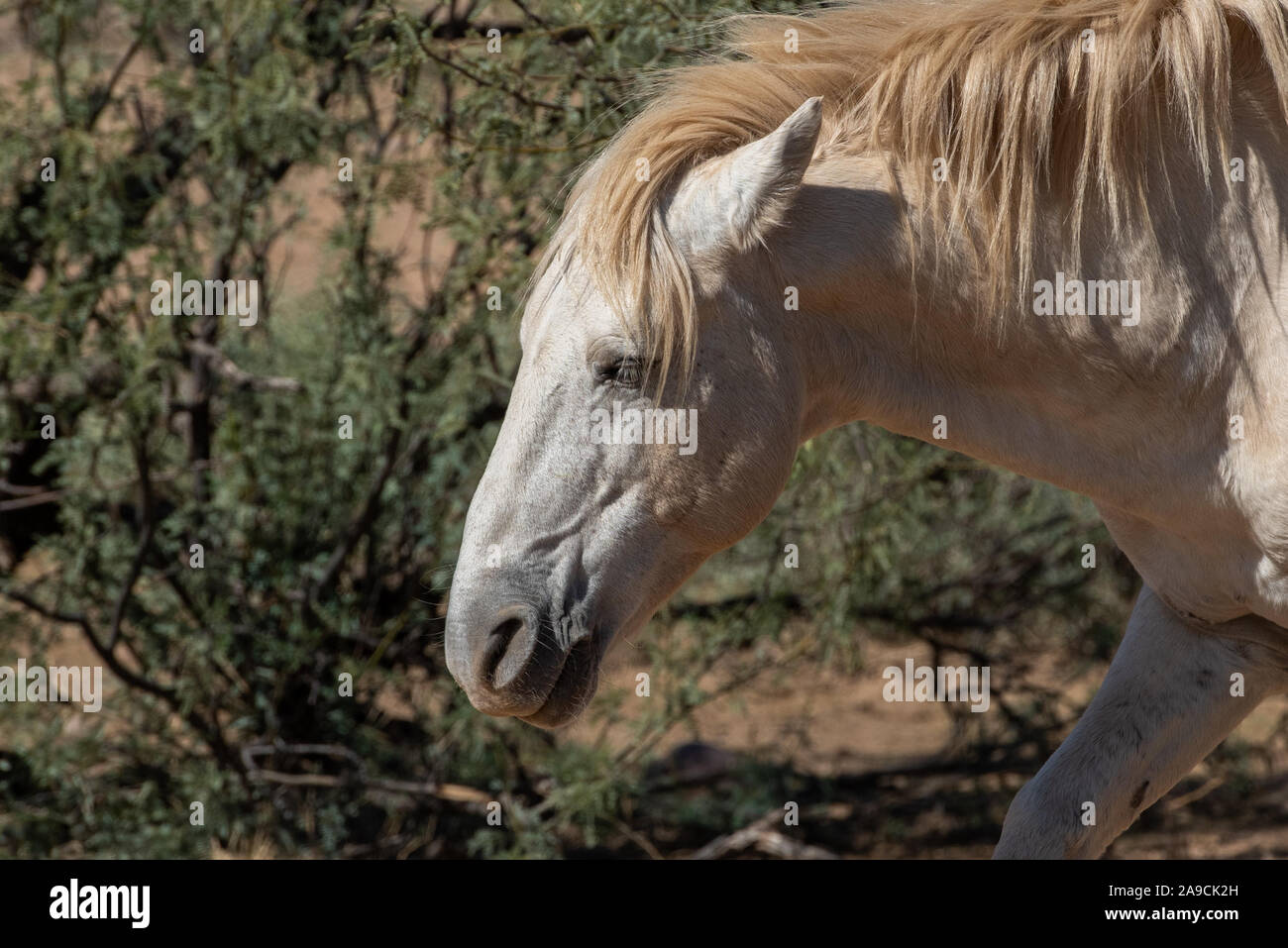 Cavalli selvaggi del deserto a sud-ovest Foto Stock