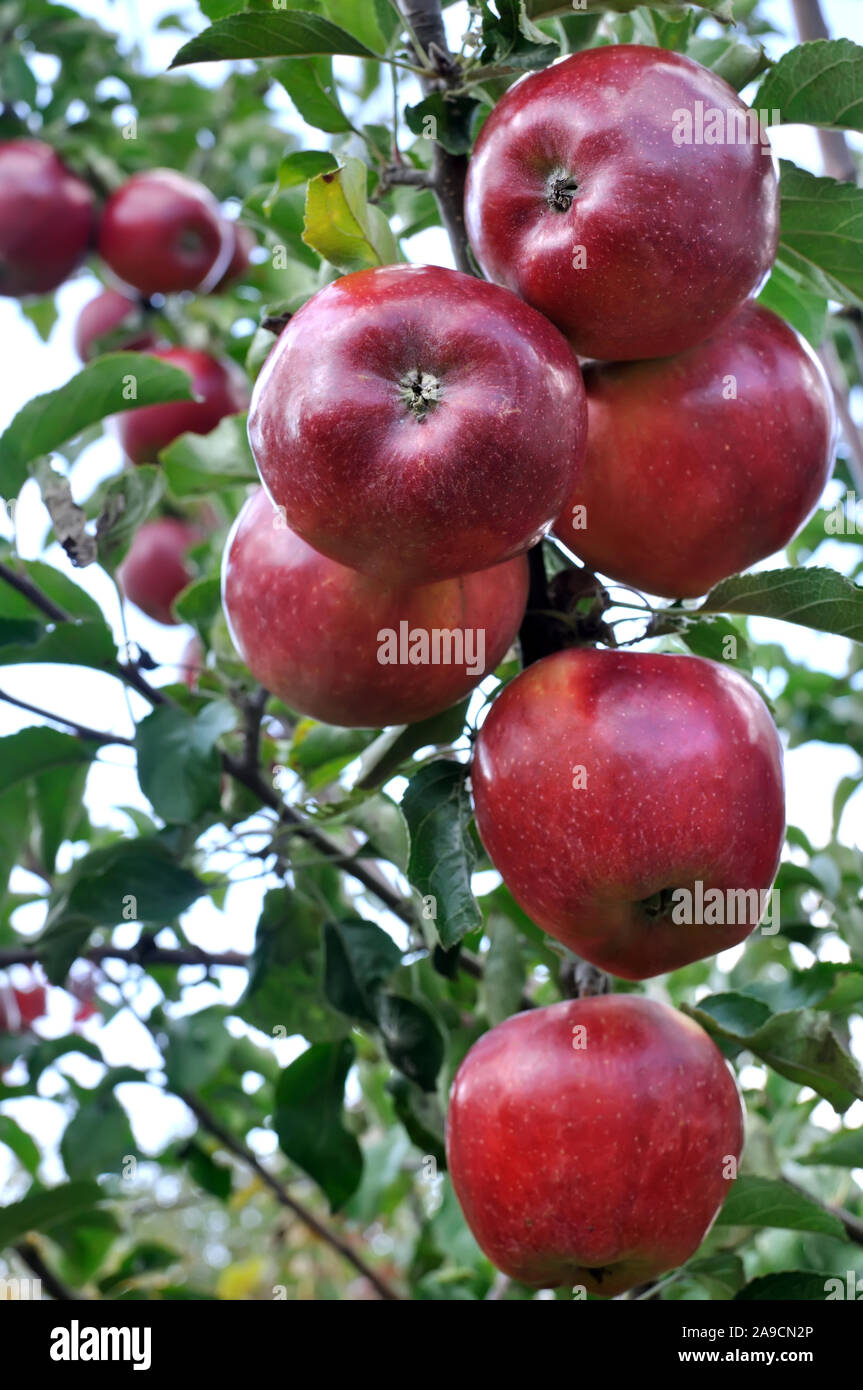 Close-up di mele rosse su apple il ramo di un albero verticale della composizione Foto Stock