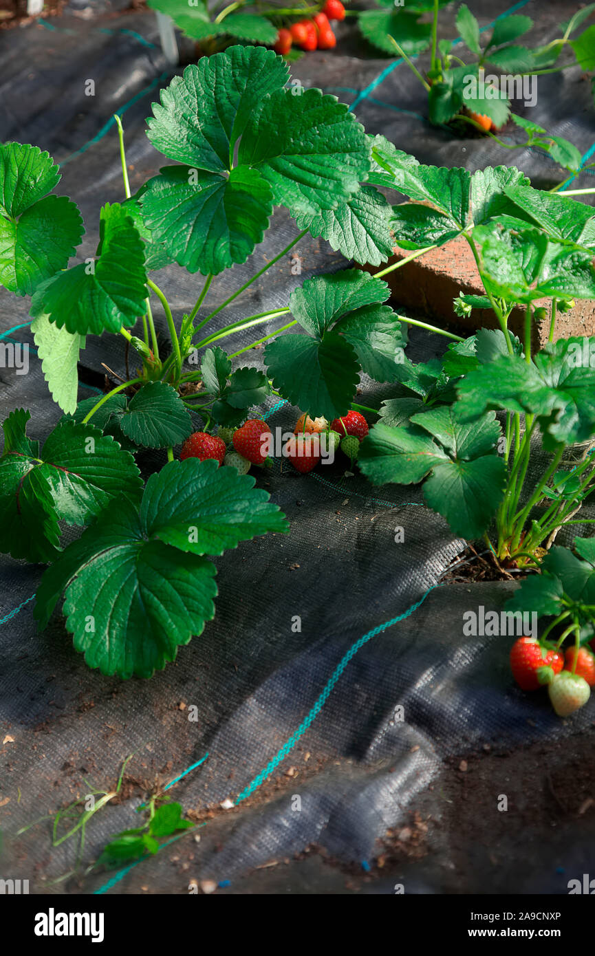 Fragaria x ananassa "Cupido' - magazzino frigorifero piante piantate mypex attraverso la massa di tessuto coperchio in luglio e la fruttificazione nel mese di settembre Foto Stock