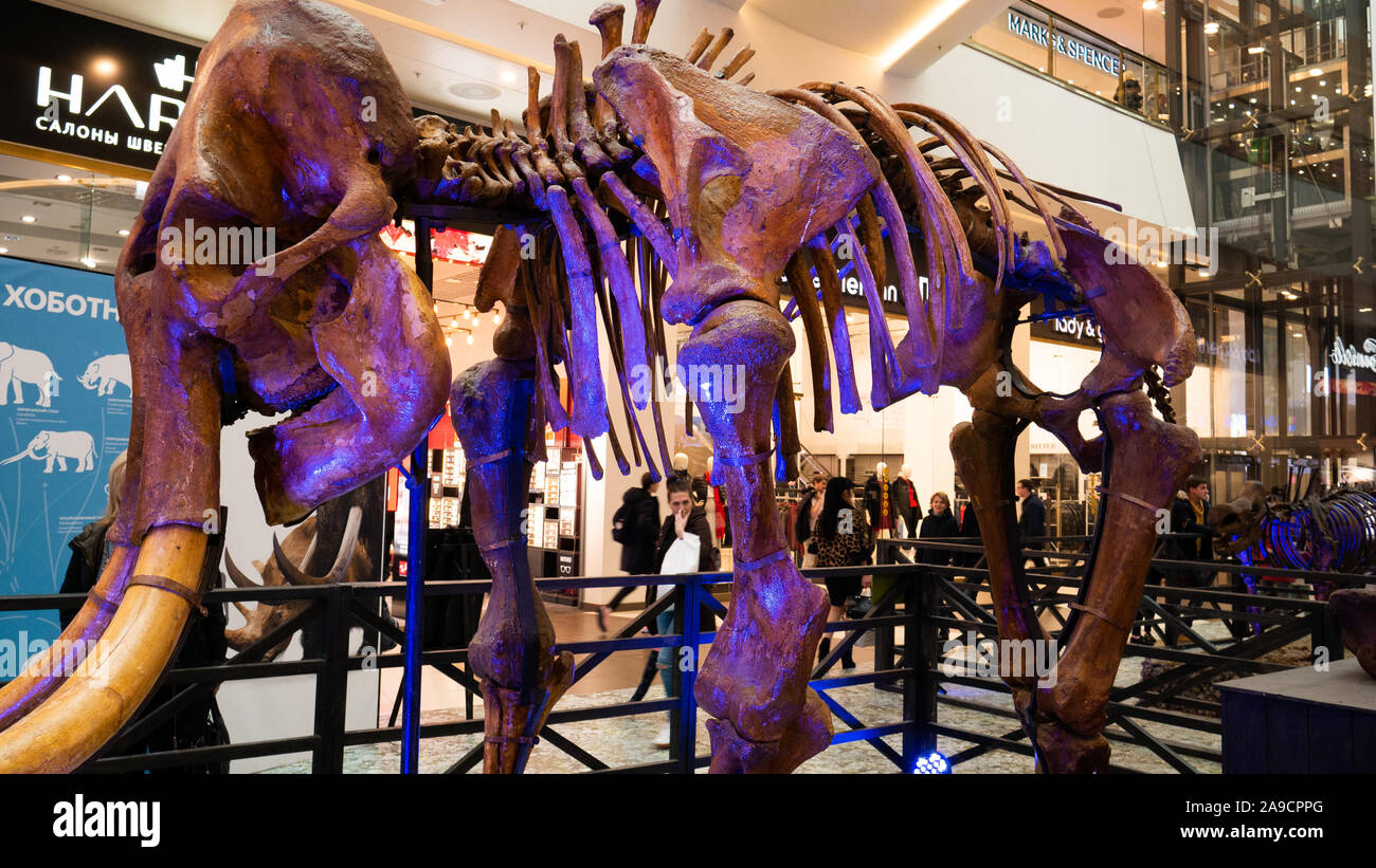 Scheletro di dinosauro testa vicino la foto nel museo Foto Stock