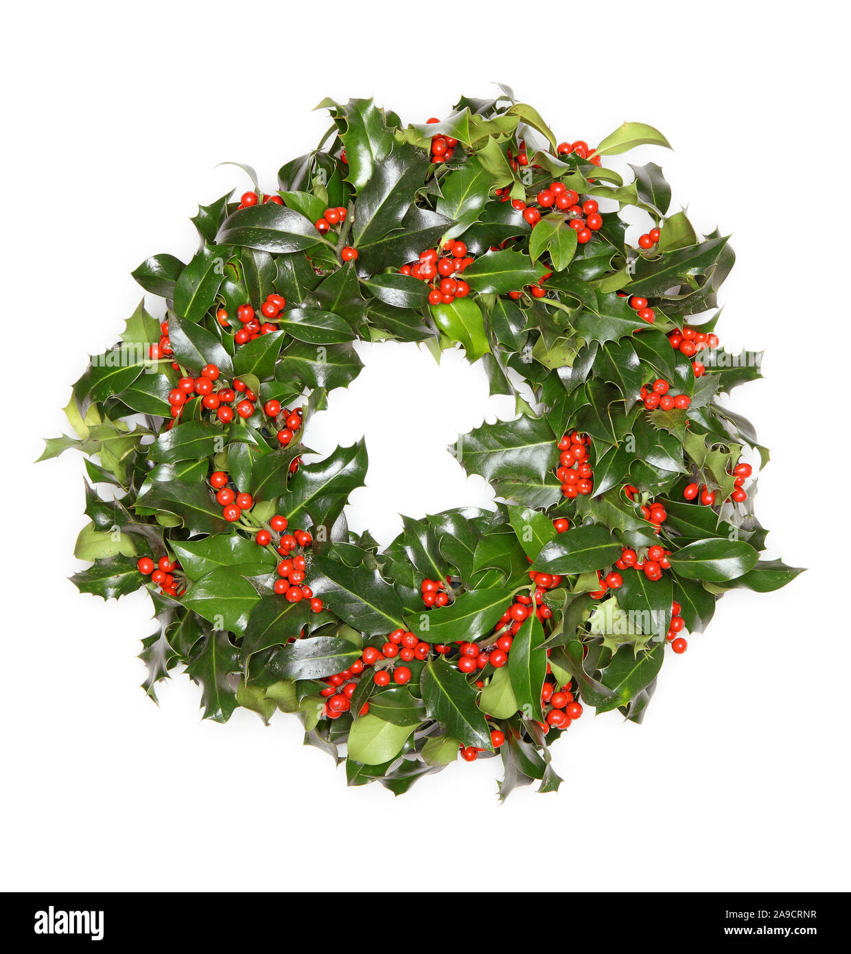 Ghirlanda di leccio, ghirlanda di agrifoglio Foto Stock