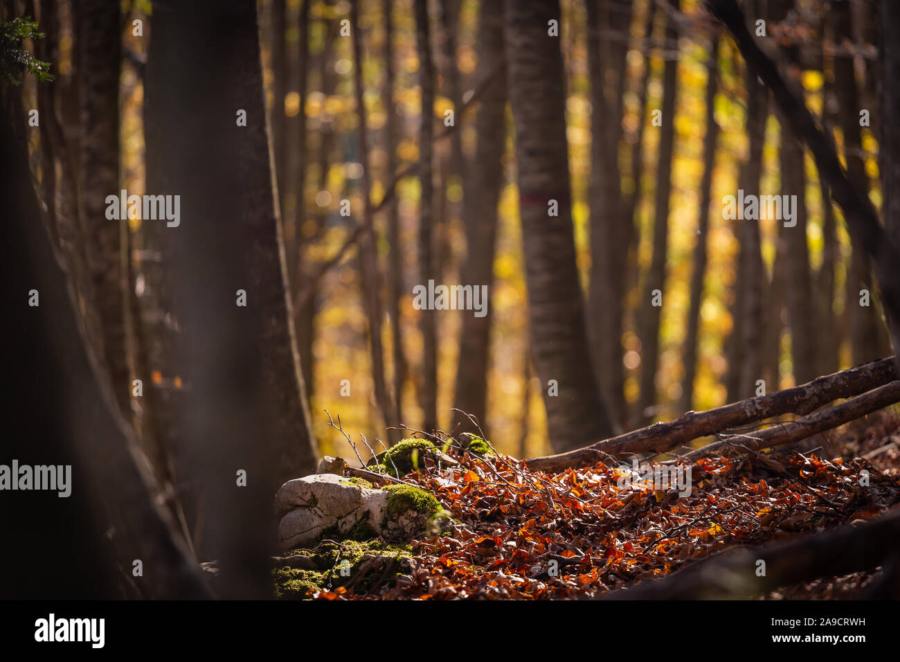 I colori autunnali nella foresta Foto Stock