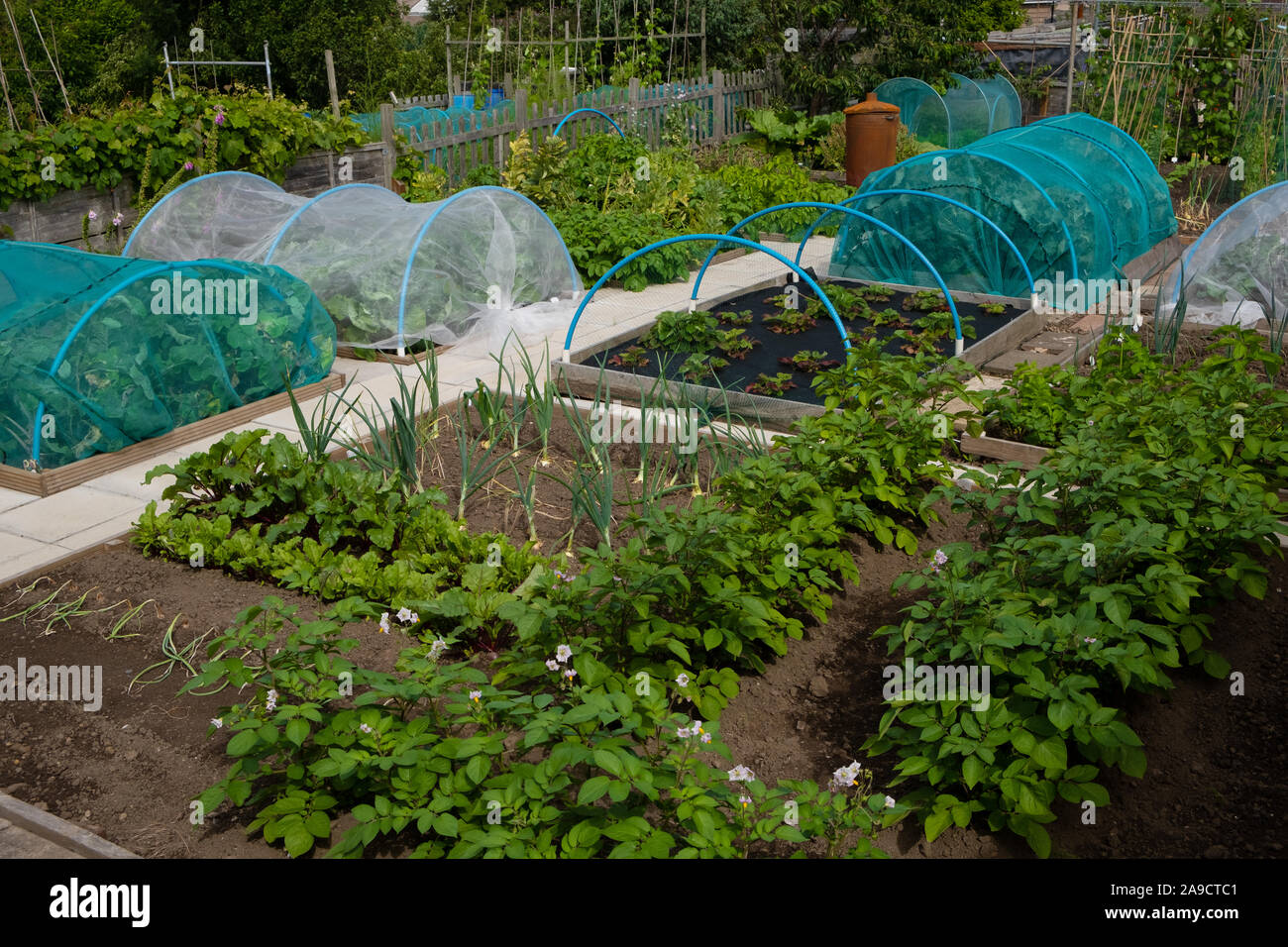 Patate, cipolle cavoli e fragole crescere su wel-mantenuto riparto Foto Stock