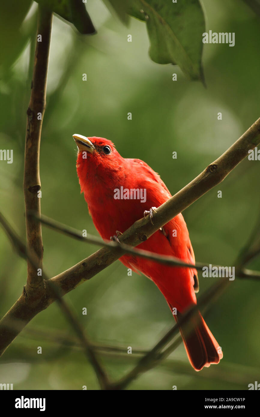 Uccello migratore Estate Tanager, Piranga rubra, avvistato nei tropichi, Venezuela mondo di uccelli migratori giorno Foto Stock