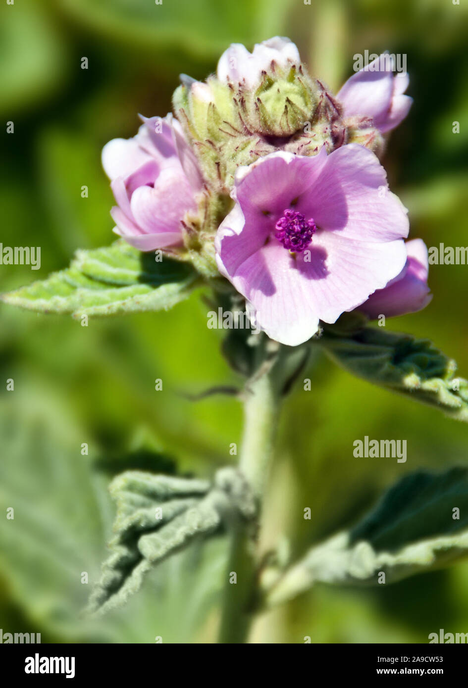 Marshmallow Althea officinalis pianta Foto stock - Alamy