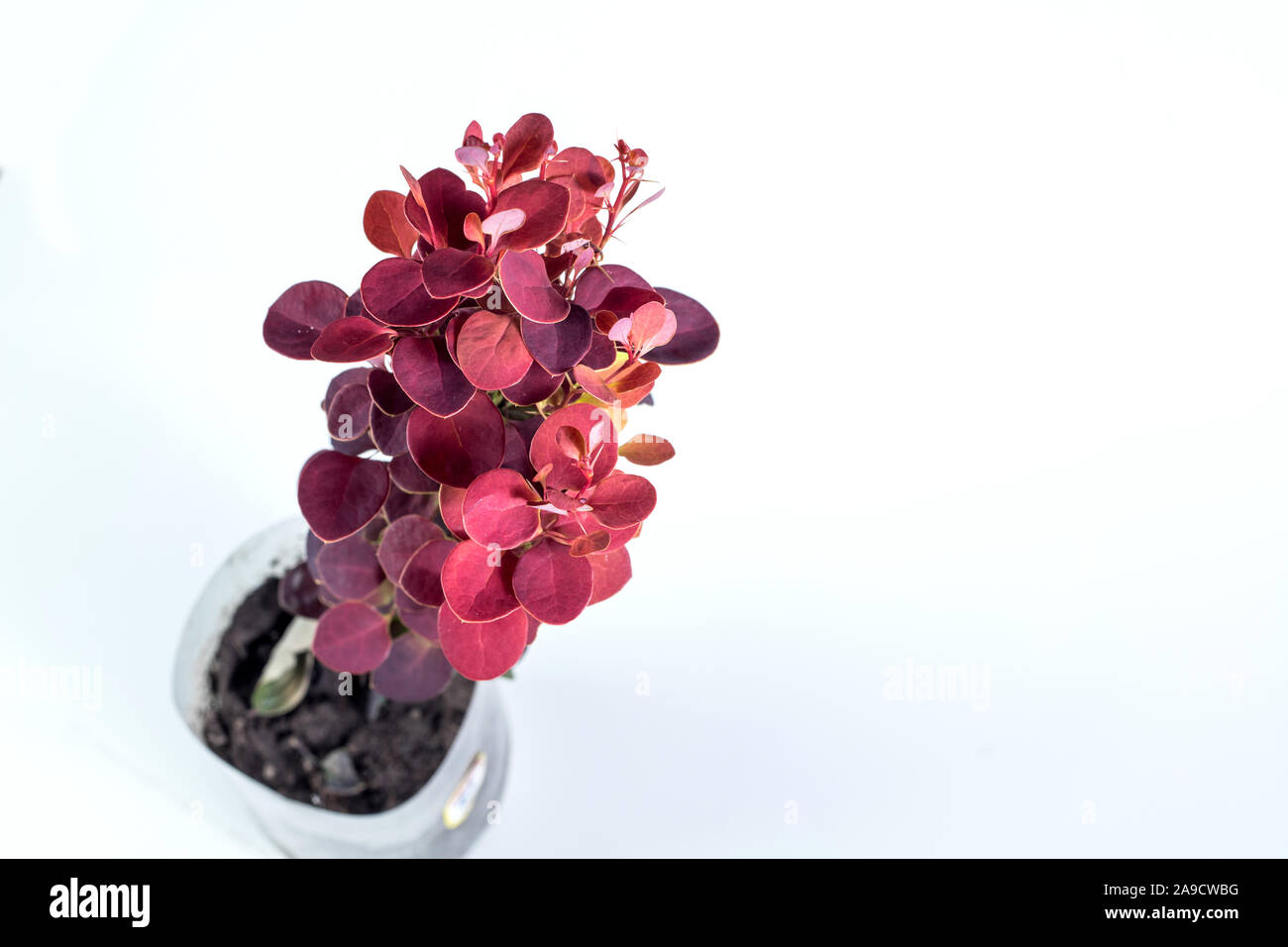 Berberis THUNBERGII razzo arancione su sfondo bianco Foto Stock