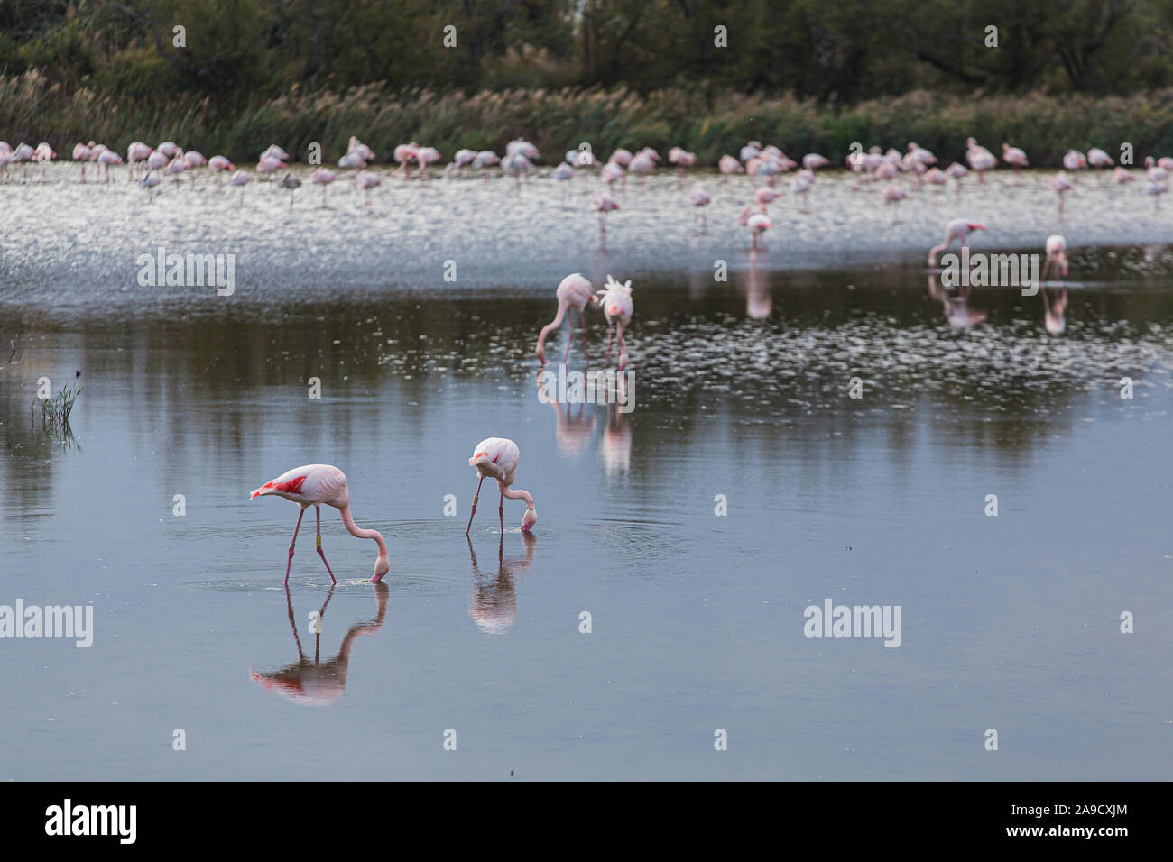 Molti grandi flamingos la pesca in un tranquillo lago in La Camargue, zone umide, Francia Foto Stock