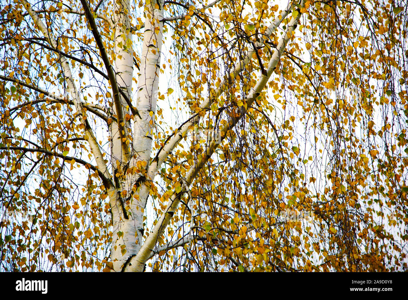 Birche in Giallo autunno. Foto Stock