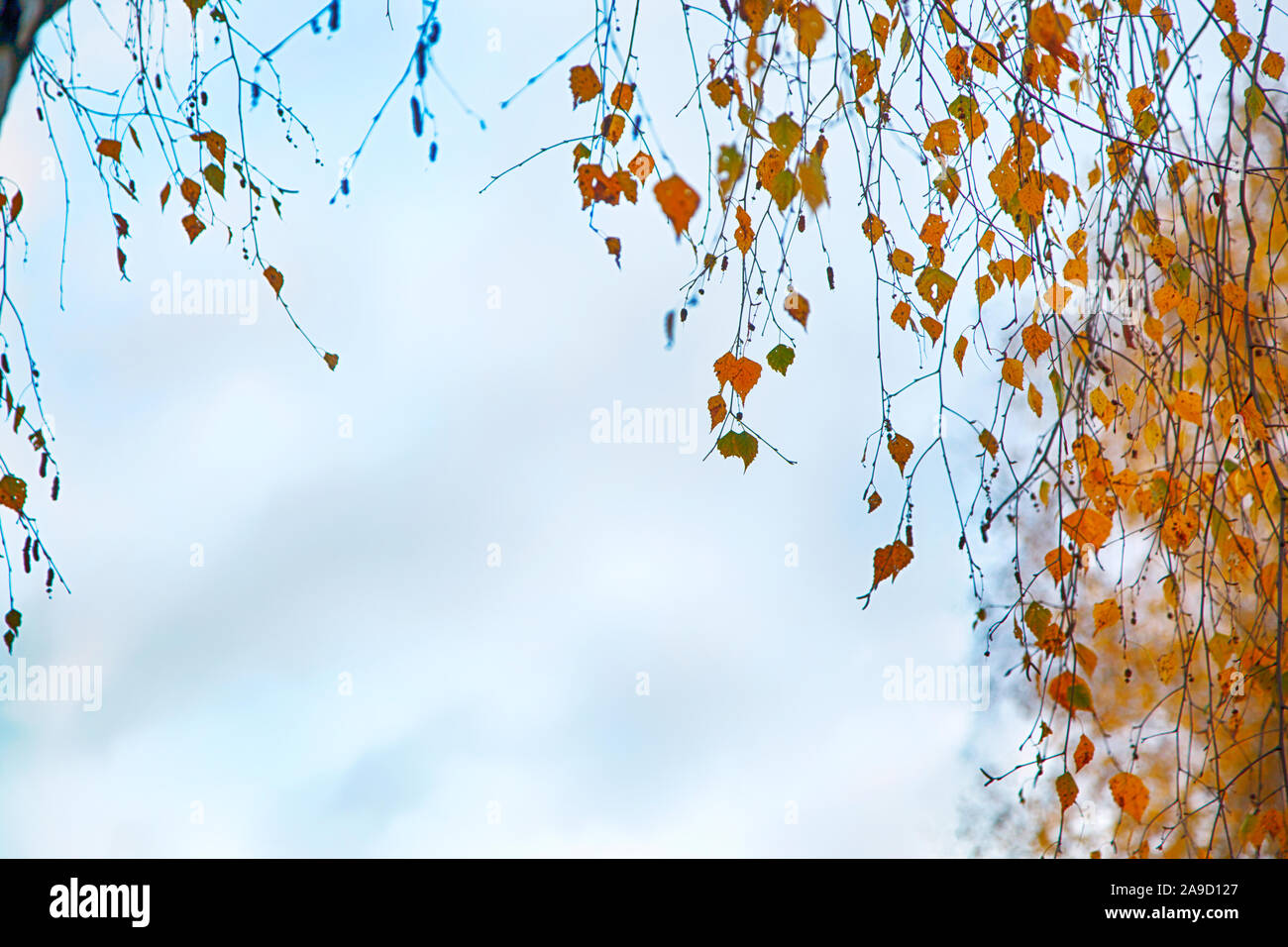 Birche in Giallo autunno. Sfondo di autunno Foto Stock