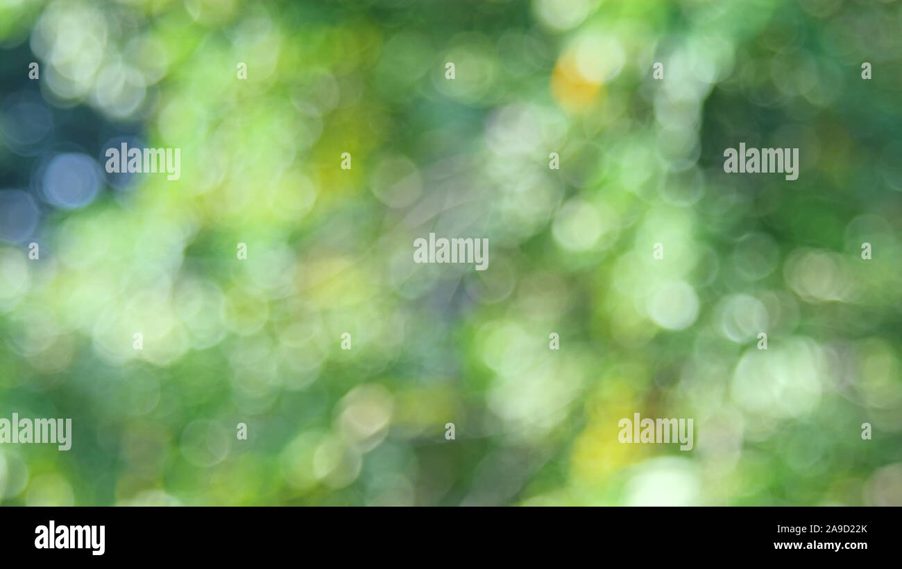 Defocalizzata natura astratta sfondo con foglie verdi e bokeh luci, offuscata naturale sfondo bokeh di fondo da foglia e alberi Foto Stock