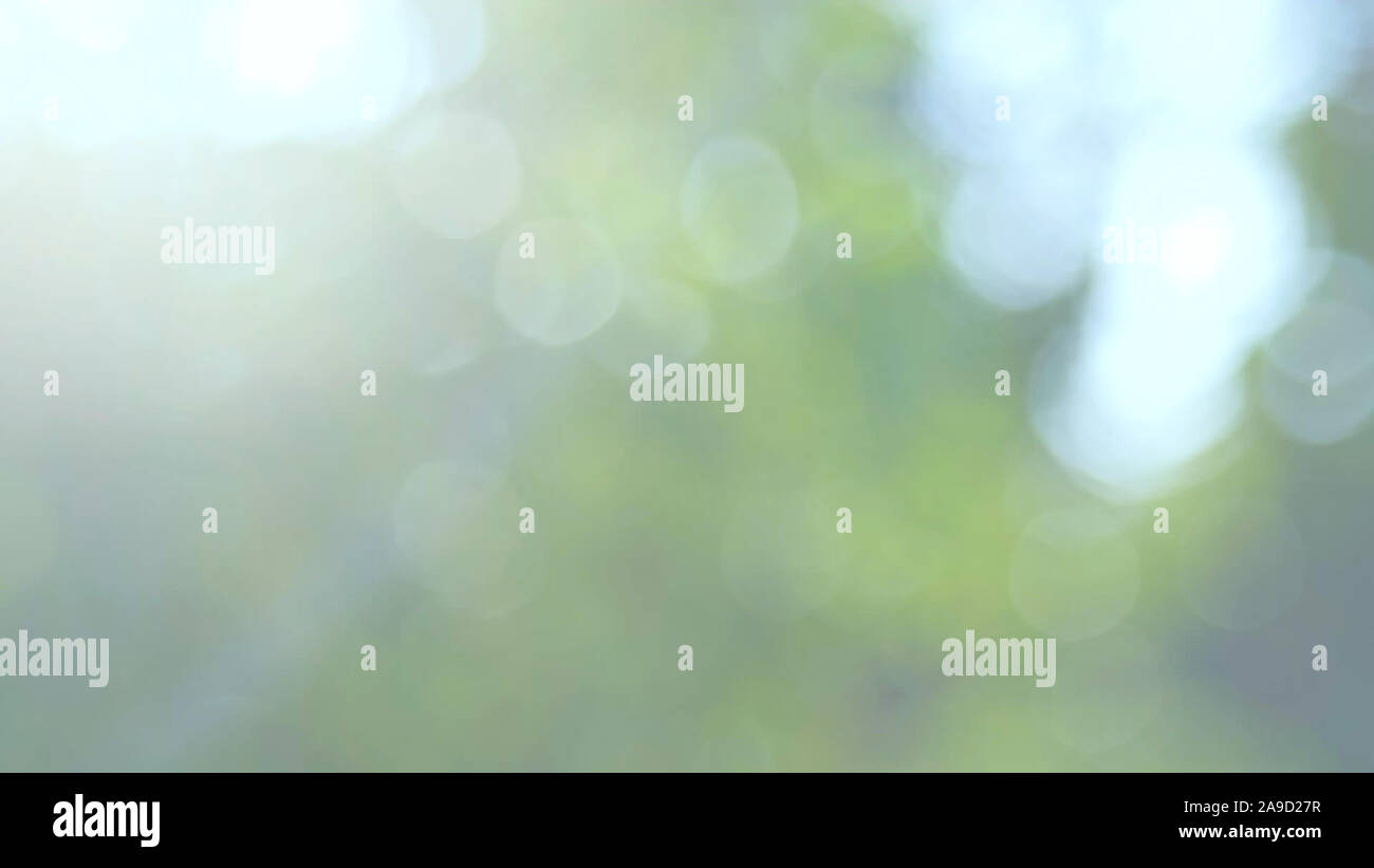 Defocalizzata natura astratta sfondo con foglie verdi e bokeh luci, offuscata naturale sfondo bokeh di fondo da foglia e alberi Foto Stock
