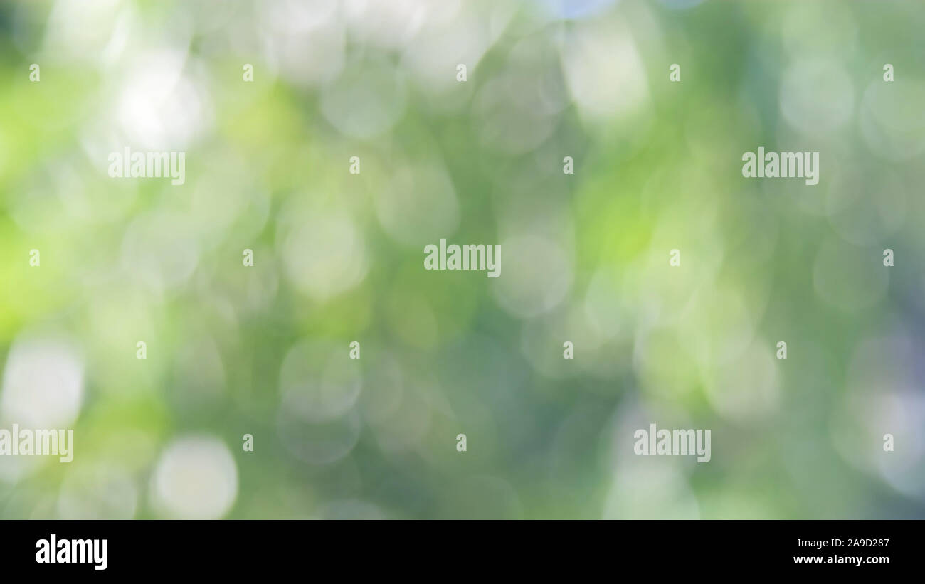 Defocalizzata natura astratta sfondo con foglie verdi e bokeh luci, offuscata naturale sfondo bokeh di fondo da foglia e alberi Foto Stock