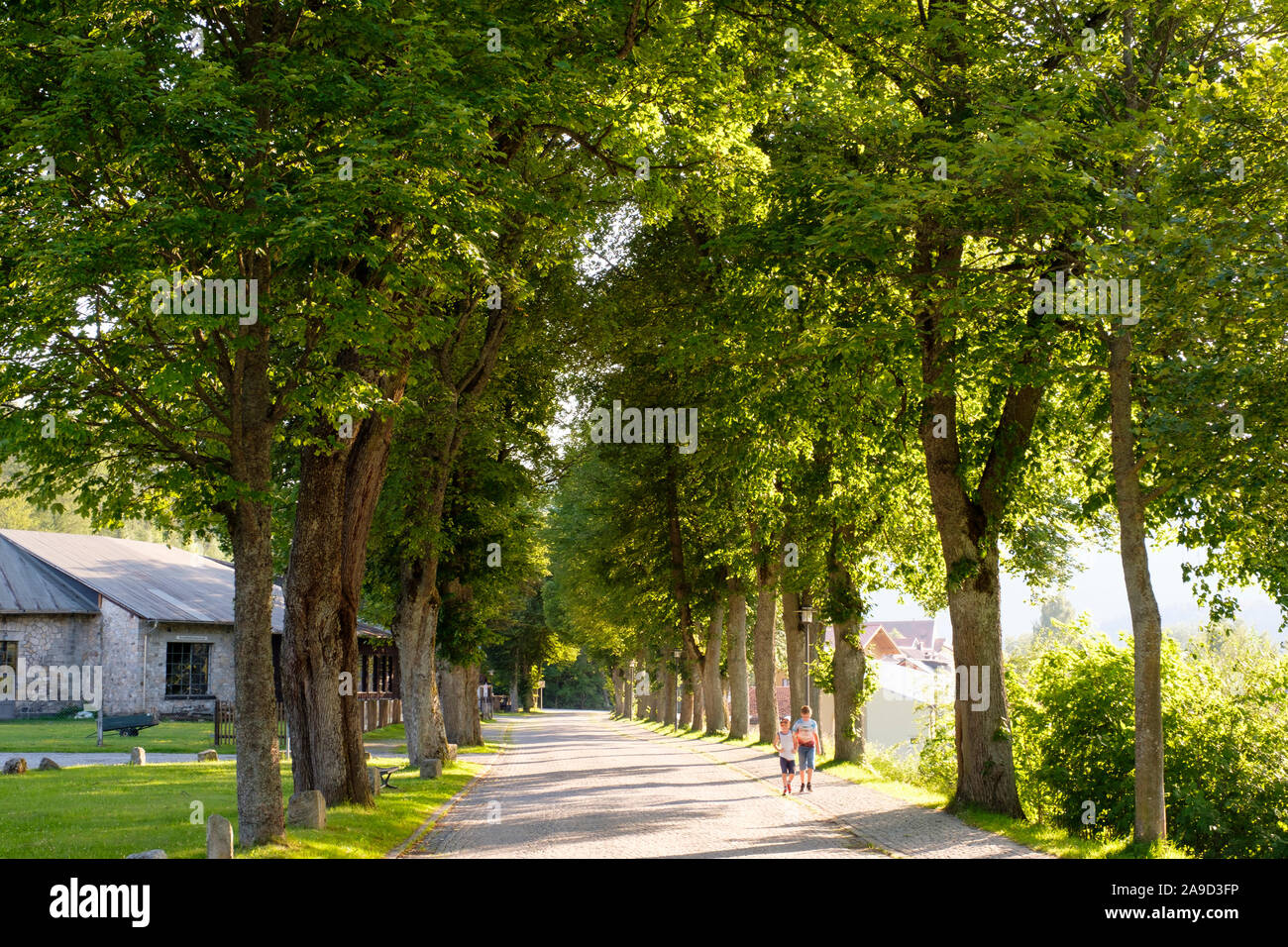 Lime Avenue, Bahnhofstrasse, Bayerisch Eisenstein, la Foresta Bavarese, Bassa Baviera, bavaresi, Germania Foto Stock