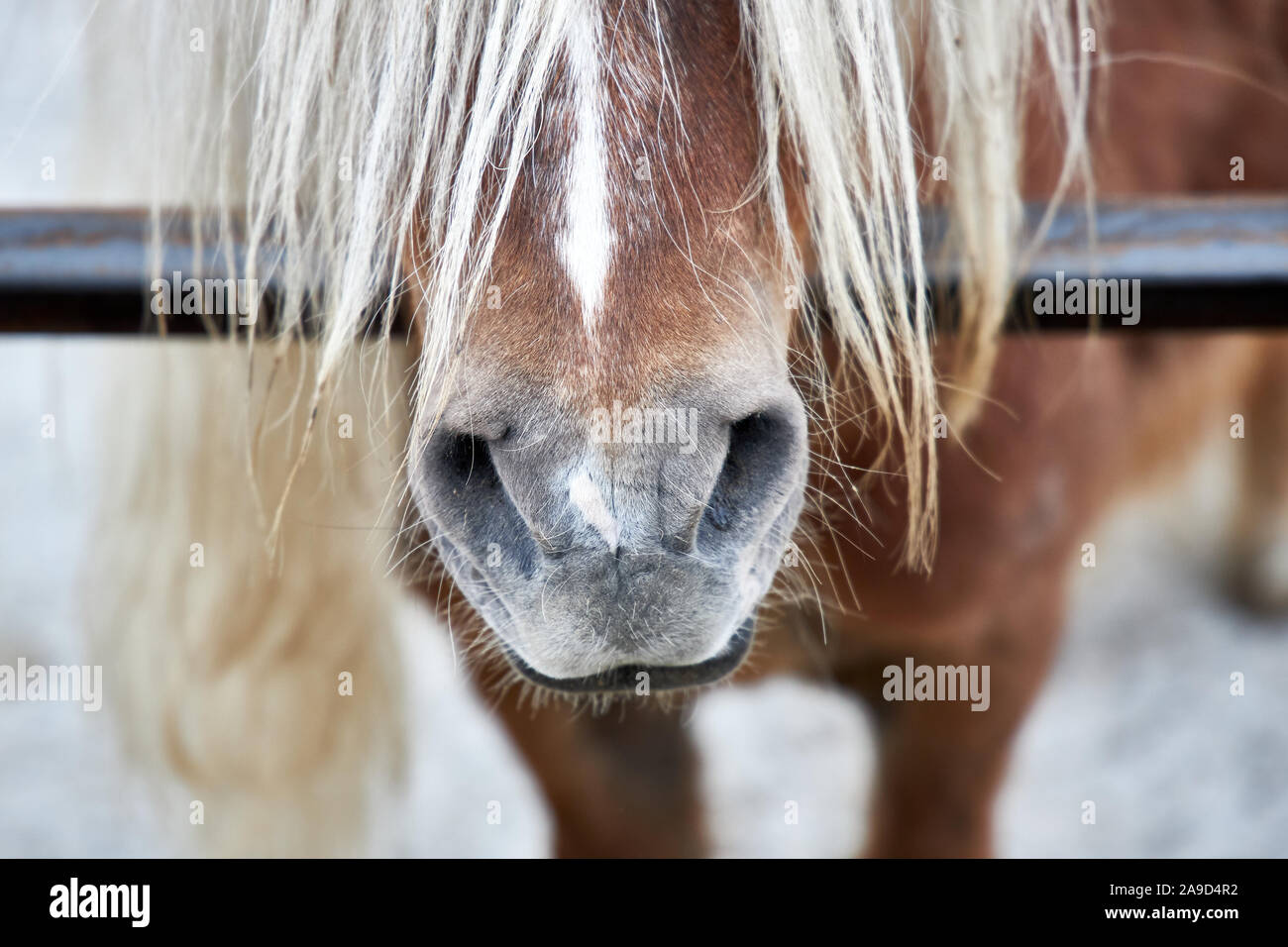 Narici di un cavallo bellissimo e criniera, close-up. Foto Stock