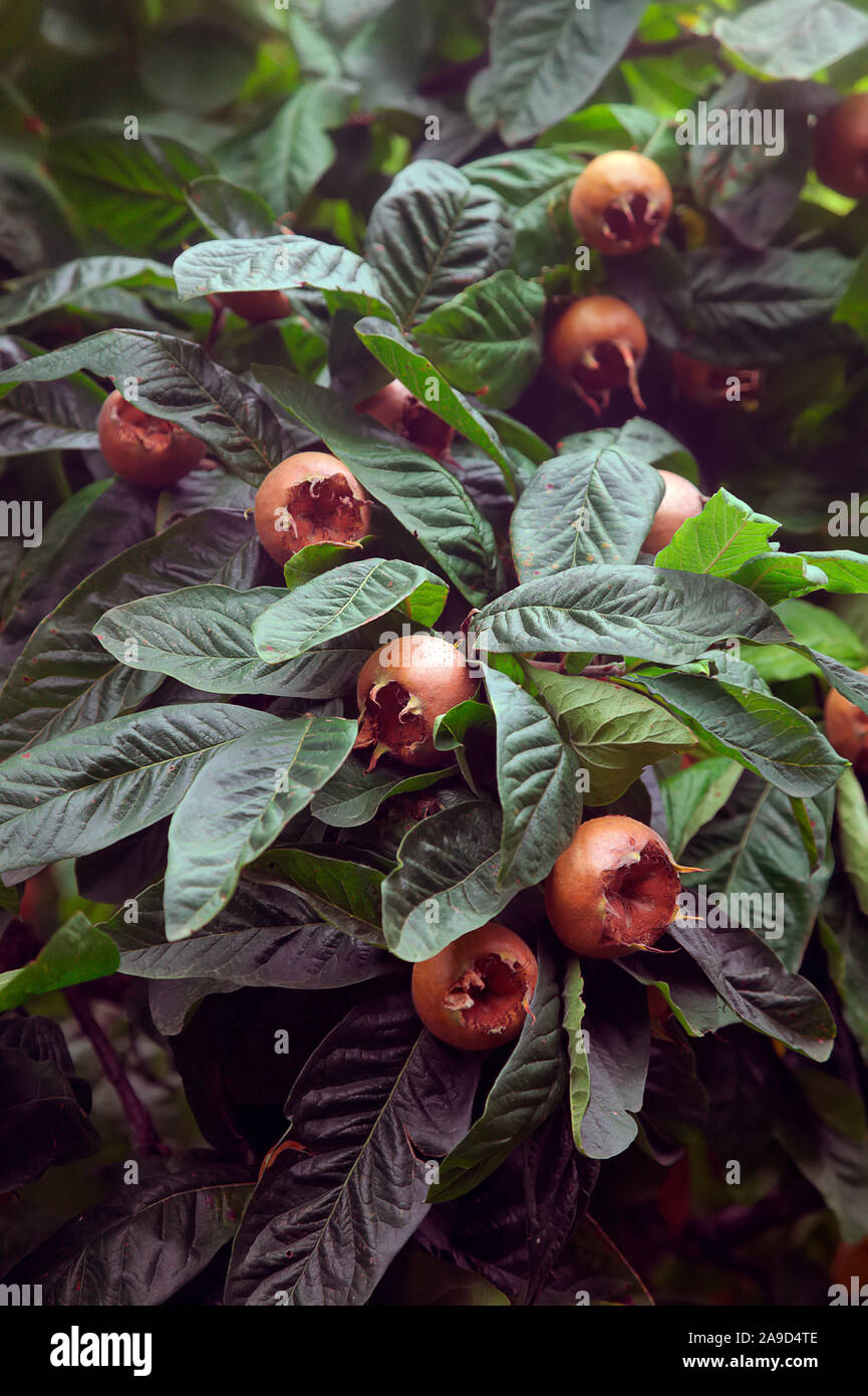 Mespilus germanica 'Nottingham' (F) AGM Foto Stock