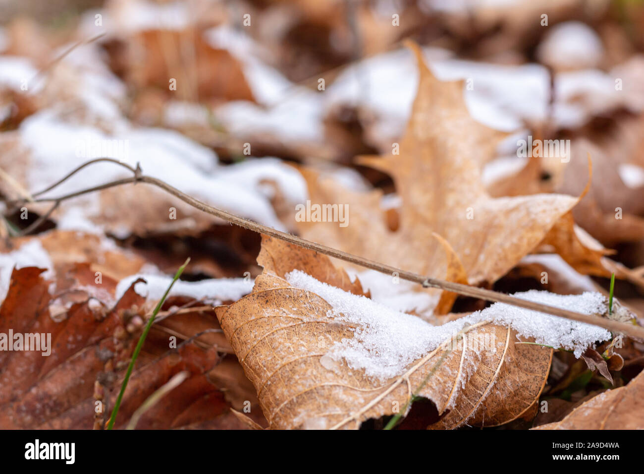 Come la stagione inizia a cambiare, i primi segni di inverno emerge come una leggera nevicata ha lasciato depositi di neve bianca sulla parte superiore del asciugò foglie di acero. Foto Stock