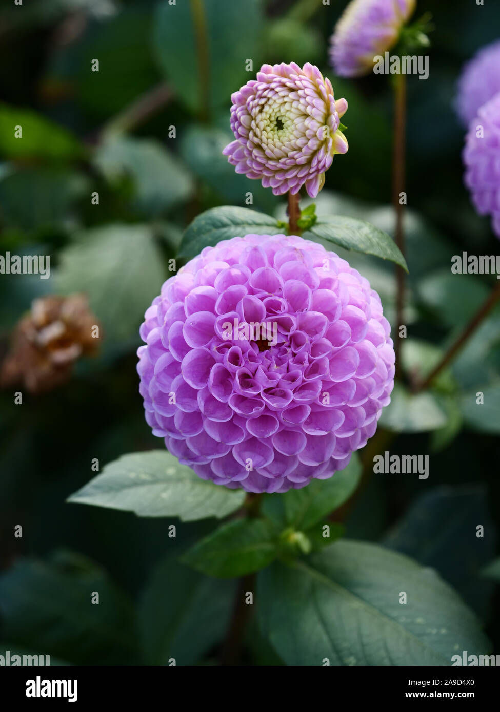 Fioritura viola pompon dahlia Sandra visto su di te riparto in London, England, Regno Unito durante il mese di novembre in autunno. Foto Stock