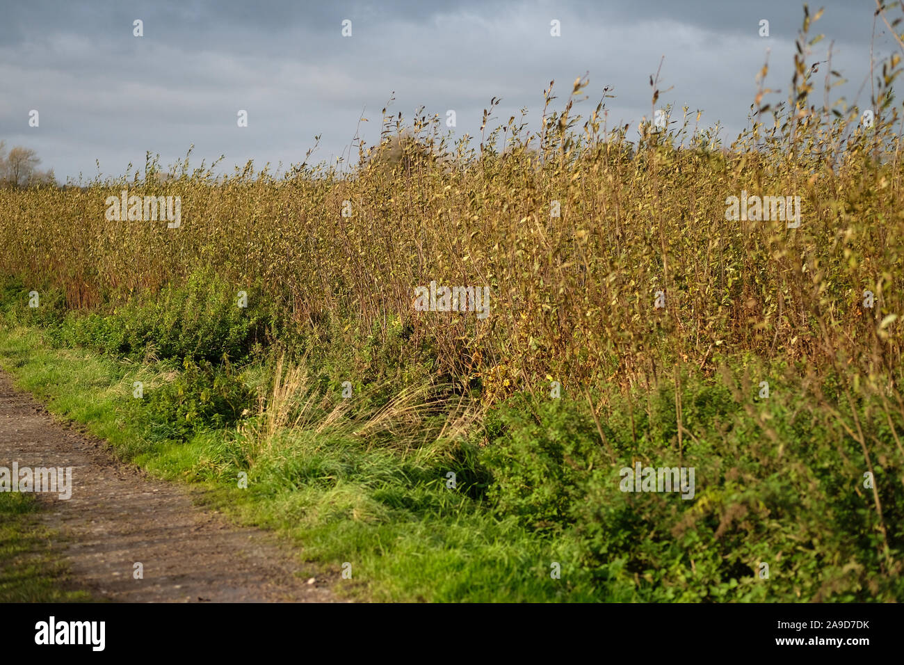 Novembre 2019 - Crescita di willow a Willow e wetlands centre, Stoke St Gregory, Somerset, Regno Unito Foto Stock
