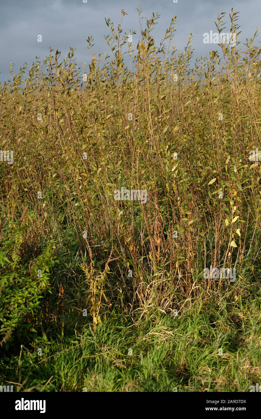 Novembre 2019 - Crescita di willow a Willow e wetlands centre, Stoke St Gregory, Somerset, Regno Unito Foto Stock